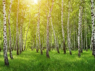 Kapiele-Lesne-las-brzozowy-w-sloncu