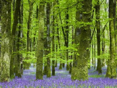 Kapiele-Lesne-las-z-fioletowymi-kwiatkami