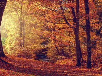 las-jesienia-terapie-lesne