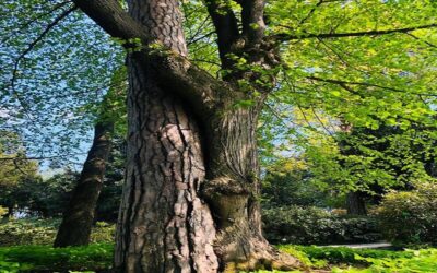 drzewa-obejmujace-sie-osrodek-terapii-lesnych