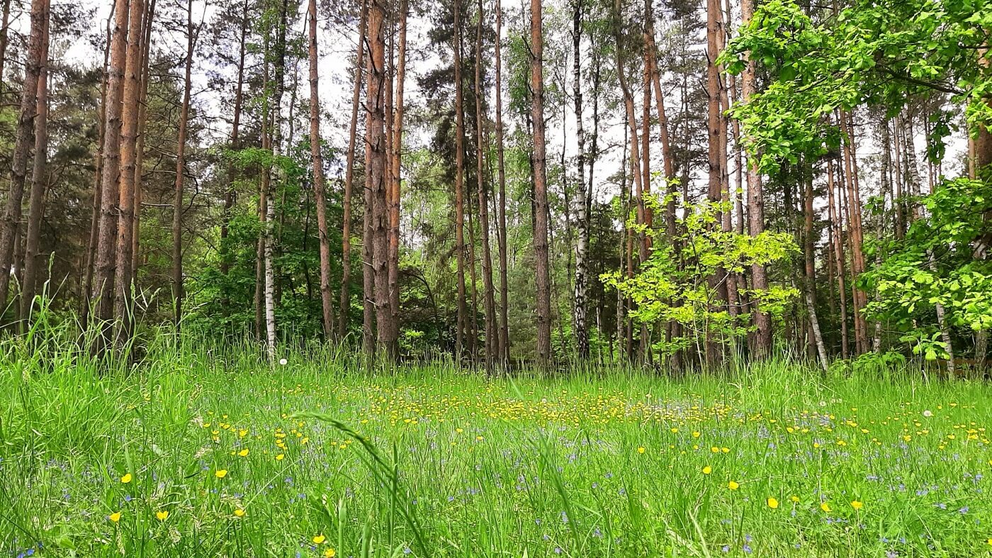 Zielona łąka z drzewami w tle